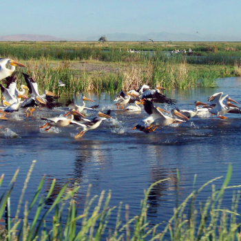 Screen_Shot_2015-01-19_at_2_59_14_PM Great Salt Lake wetlands